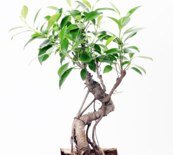 Ficus S Shape Bonsai