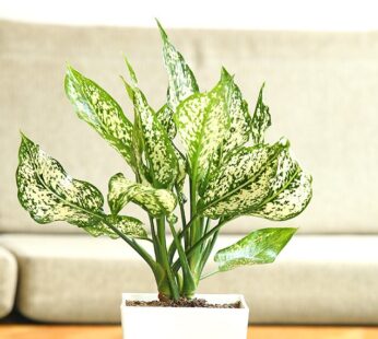 Aglaonema Plant With Signature Pot