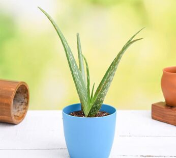 Aloe Vera Gift Plant