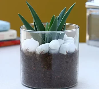 Aloe Vera Glory Terrarium