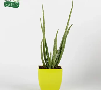 Aloe Vera Plant in Yellow Imported Plastic Pot