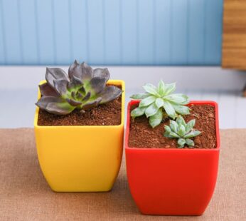 Lovely Pair Of Amazing Succulents