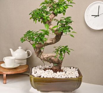 6 Years Aged Ficus Microcarpa S Shaped Bonsai