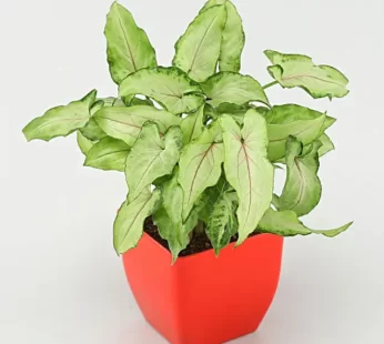 Arrowhead Syngonium In Red Pot