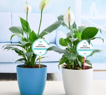 Best 2 Peace Lily Plants