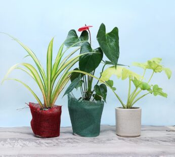 Best 3 House Plant Set