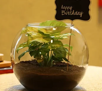 Birthday Special Syngonium Plant