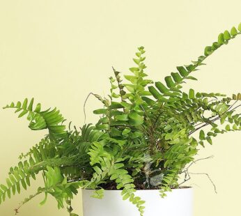 Boston Fern Plant