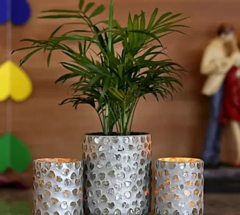 Chamaedorea Plant & 2 Grey Votive Holders