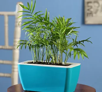 Chamaedorea Plant Duo In UV Pot