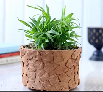 Chamaedorea Plant In Patch Design Terracotta Pot