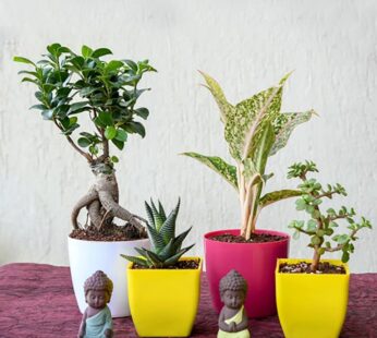 Charming Indoor Plants