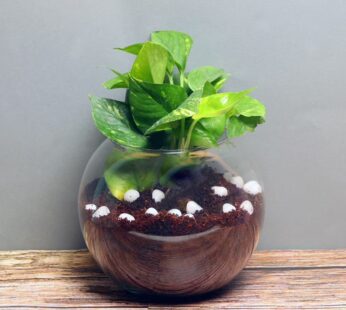 Charming Mystic Money Plant