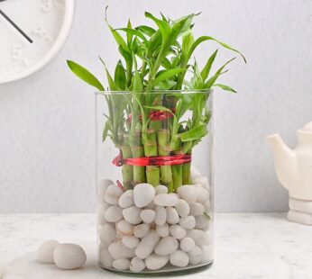 Chic Pebbled Lucky Bamboo