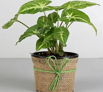 Classic Syngonium Plant