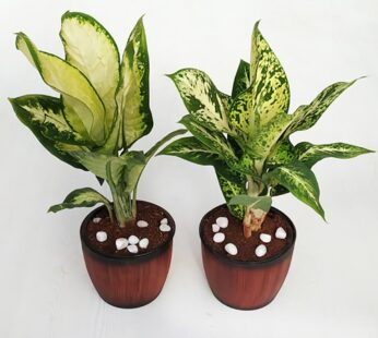 Set Of 2 Dieffenbachia