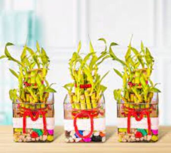 2 Layer Lucky Bamboo Plants For Mom