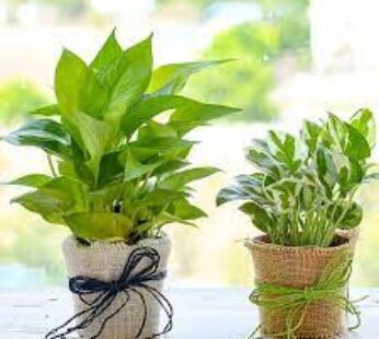 Magnificent Money Plants In Jute Wrap For Happy Moments