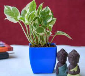 Gift Blessings Of Buddha With Money Plant