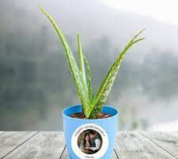 Aloe Vera Plant With Personalized Round Plastic Pot