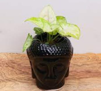 Golden Syngonium In Black Buddha Pot