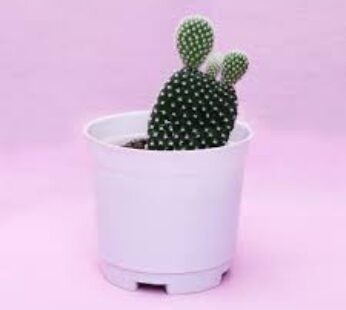 Home Bunny Ear Cactus Plant