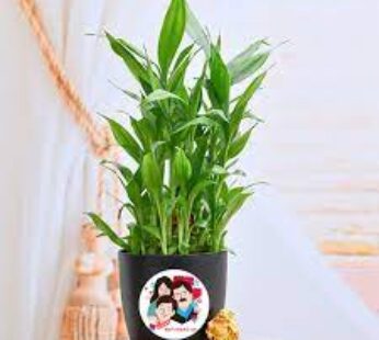 Alluring Bamboo Plant With Laughing Buddha