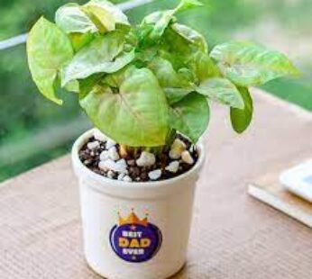 Lovely Syngonium In Ceramic Pot