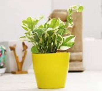 Yellow Pot Pothos Plant