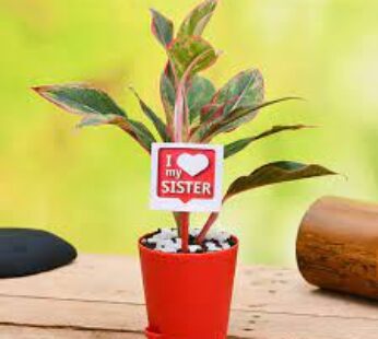 Lovely Aglaonema For Loving Sister