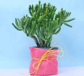 Glorify Crassula