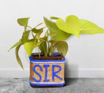 Sir Jute Money Plant