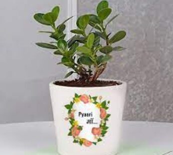 Lucky Plant Gift For Best Mom