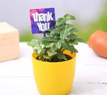 Say Thank You With Peperomia