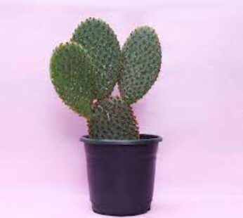 Beautiful Vickerman Green Cactus