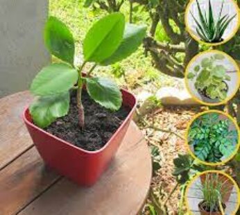 Top 5 Plants For Healthy Homes