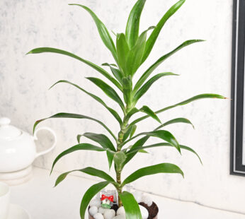 Dracena Reflexa Elegance