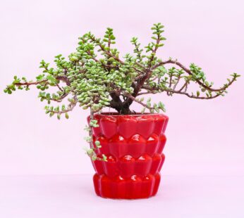 Exotic Jade Plant In Red Pot