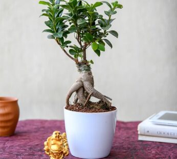 Luck With Ficus Bonsai And Laughing Buddha