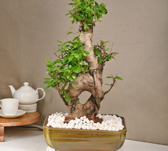 Ficus 8 Shape Bonsai Plant