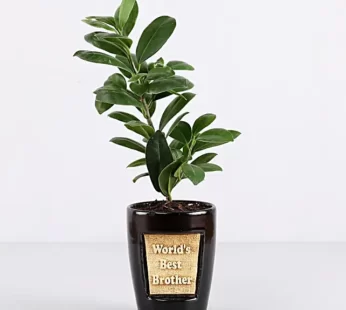 Ficus Compacta Plant For Best Brother