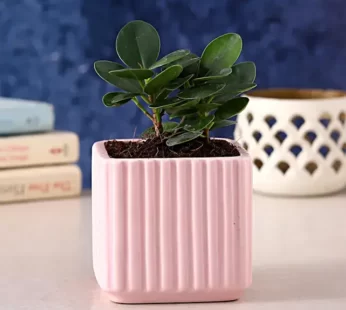 Ficus Compacta Plant in Mauve Square Pot