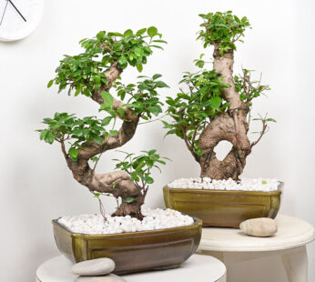 Ficus Infinite S Bonsai