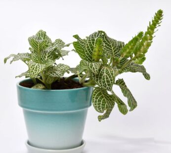 Fittonia With Green Finish