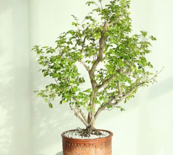 Flowery Murraya Bonsai