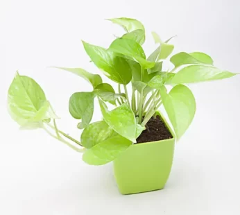 Golden Money Plant in Green Plastic Pot