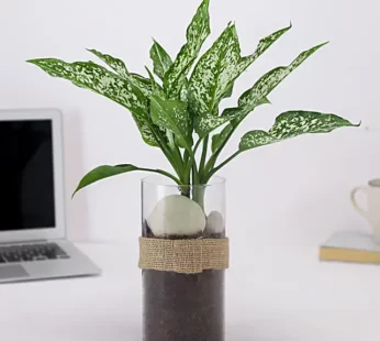 Green Aglaonema In Pebbled Jar