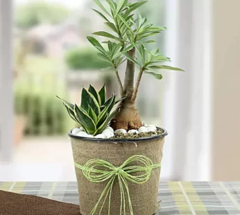 Green Home Decor Dish Garden Plant