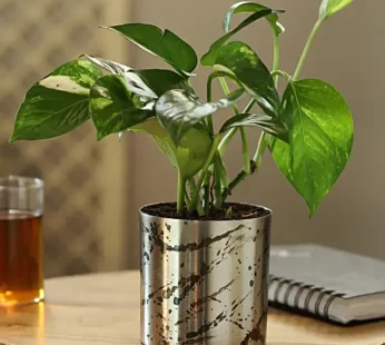 Green Money Plant In Designer Metal Pot