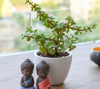 Happiness With Jade Plant And Buddha